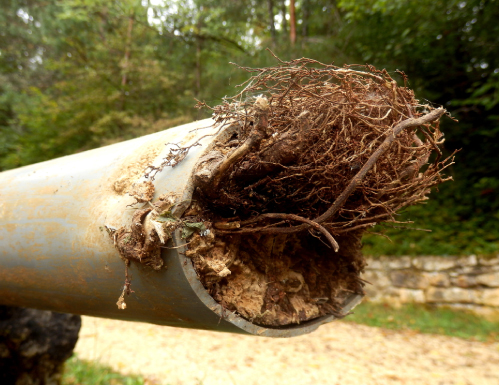 Tree roots blocked inside drain